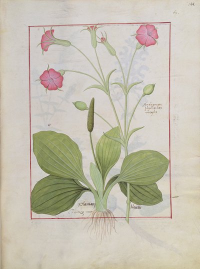 Illustratie uit het Boek der Eenvoudige Geneesmiddelen door Mattheaus Platearius 144r door Robinet Testard